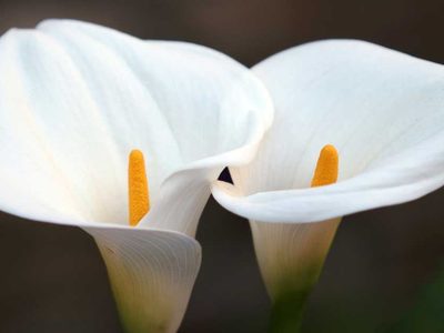El secreto mejor guardado de los jardineros para que tus calas florezcan grandes y rozagantes