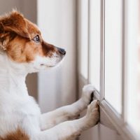 Algunas curiosidades sobre los perros para quererlos un poco más