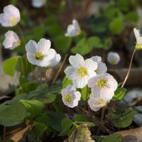 La planta que es considerada maleza, pero tiene las flores más hermosas y se reproduce fácil