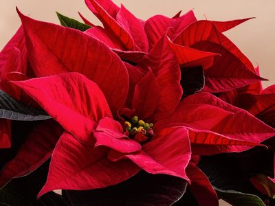 Conocé estas plantas de interior que florecen durante todo el invierno