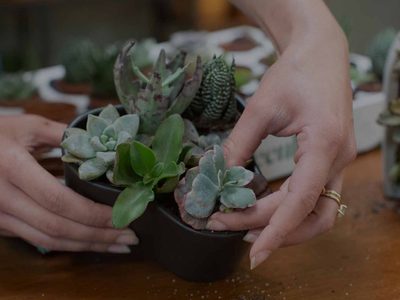 Conocé esta suculenta que es fácil de reproducir y es muy hermosa para tu jardín
