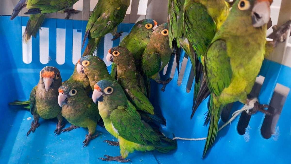 Loros rescatados