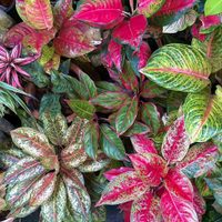 La planta de un sigular colorido que la convierte en una de las favoritas para la deco de tu hogar