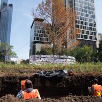 Expertos recomiendan poner una barrera de protección al ahuehuete de Reforma