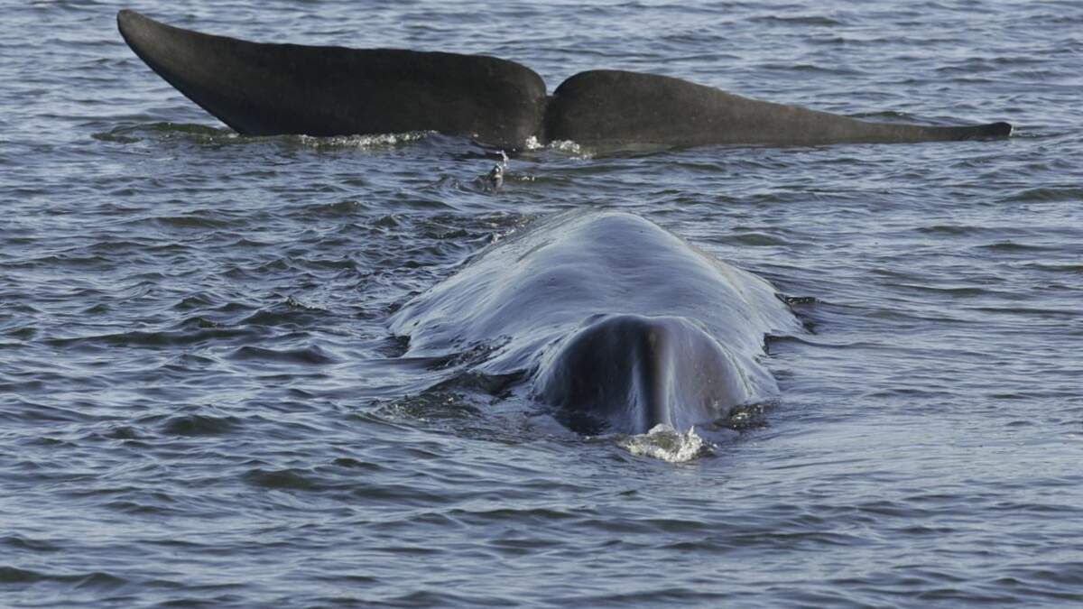 Una ballena de aleta varada, posiblemente atorada sobre su abdomen, en un fiordo poco profundo de la costa oeste de Vejle, Dinamarca, el 16 de junio de 2010