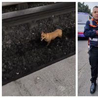 Perro provoca retraso de dos horas en Línea 2 del Metro