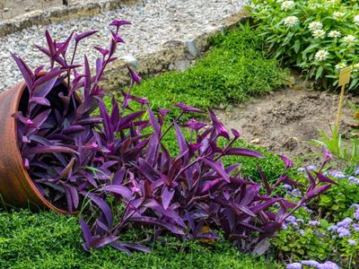 La planta con bellísimas hojas moradas que es fácil de cuidar y resiste perfectamente a la sequía