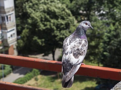 Fáciles de mantener: las 5 plantas que ahuyentan a las palomas de tu balcón o terraza