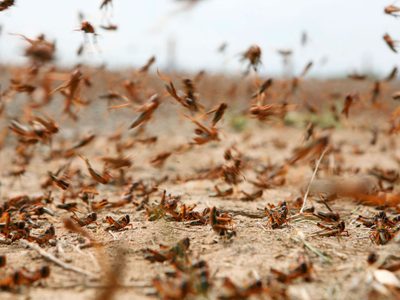Imágenes apocalípticas: una plaga de langostas azota Santa Fe. ¡Mirá!