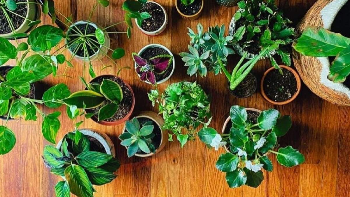 Plantas. Fuente: (X)