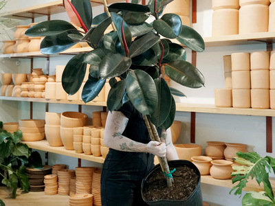 Si tu Ficus elástica luce marchita, probá con este truco de los viveristas fácil y natural que nunca falla