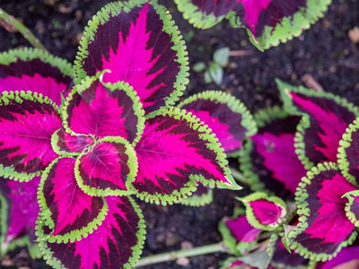 La hermosa planta que podés reproducir gratis para llenar tu jardín de mucho color