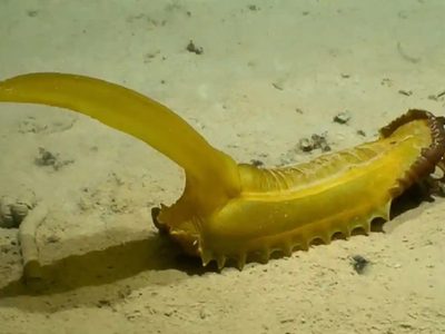 Científicos del Reino Unido habrían descubierto 30 nuevas especies en el fondo del océano Pacífico