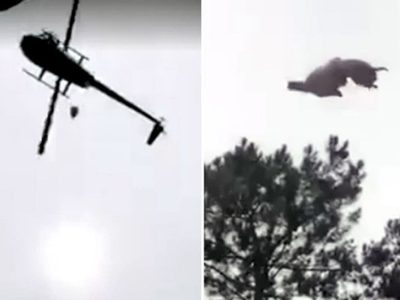 Apareció y confesó quien tiró el cordero desde el helicóptero: "Salió mal, pido perdón"