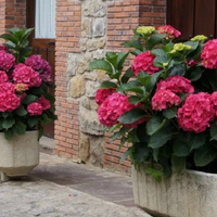 El truco de los expertos en plantas para podar correctamente tu Hortensia sin que se marchite