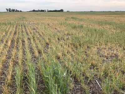 La sequía que afecta al territorio argentino tendrá impacto en la economía