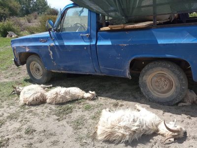 Crece la preocupación en el norte neuquino por la muerte de 50 chivos