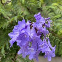 Ya no pises las flores de esta planta si te las encontrás por la calle: conocé sus increíbles poderes curativos