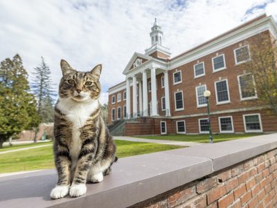 Universidad de EU otorgó a un gato un doctorado honorífico por esta razón