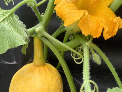 El truco de los jardineros para sembrar los zapallos y calabazas más grandes que hayas visto