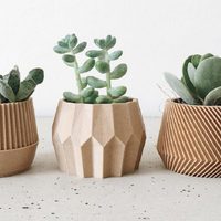 5 mini plantas muy lindas y tiernas para tener dentro de tu casa