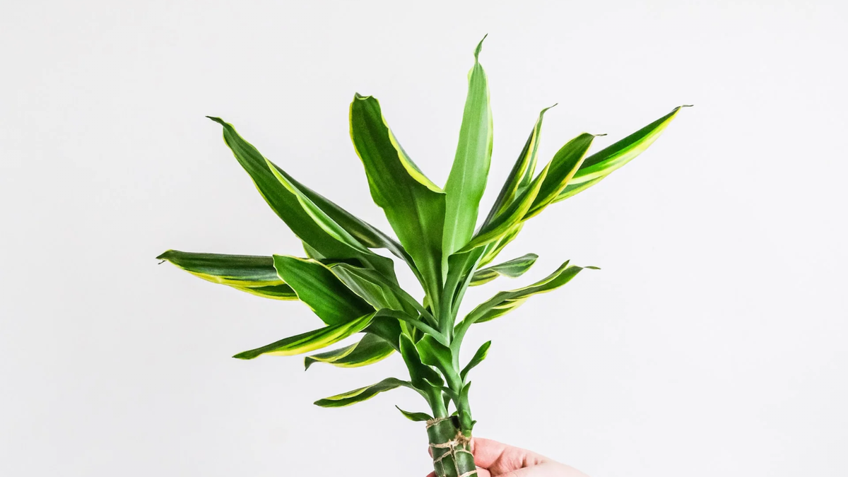 Dracenas. Fuente: (Instagram)