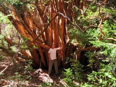 Encontraron en Villa La Angostura un arrayán gigante que es único en el mundo