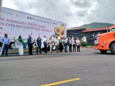 Jalisco inicia exportación de aguacate mexicano a EU