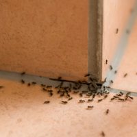 Cinco trucos para eliminar la hormigas del interior de la casa