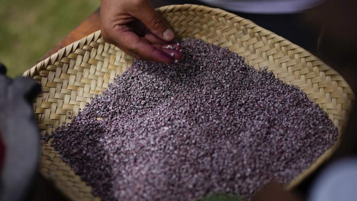 Ejemplares de cochinilla ya secos y aplastados para obtener el ácido carmínico que se emplea para producir el tinte de cochinilla de color rojo intenso