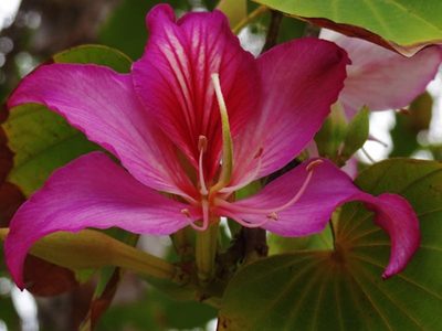 Pata de Buey: el árbol resistente, medicinal y ornamental que florece como una orquídea