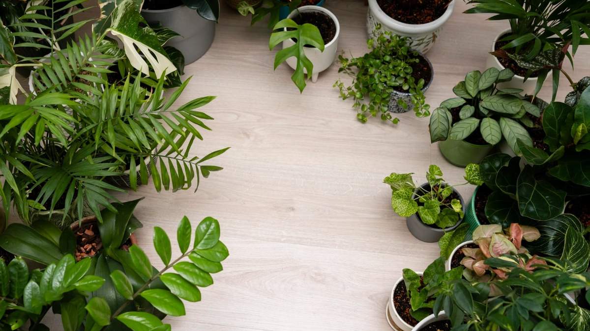 Plantas. Fuente: (Instagram)