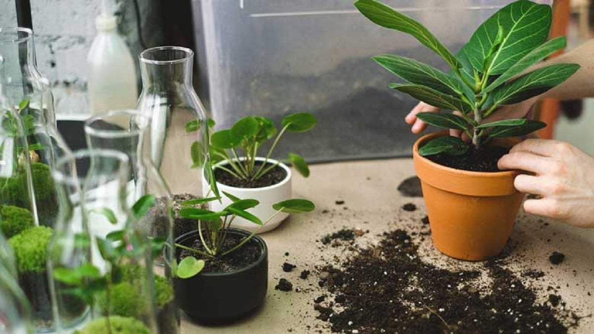 Cuidado de plantas. Fuente: (X)