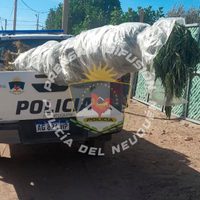 Investigaban un robo de dinero y encontraron 23 plantas de marihuana