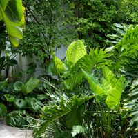 Ahora que llegó el otoño, mirá estos consejos viveristas claves para que tus plantas no se sequen y soporten el frío