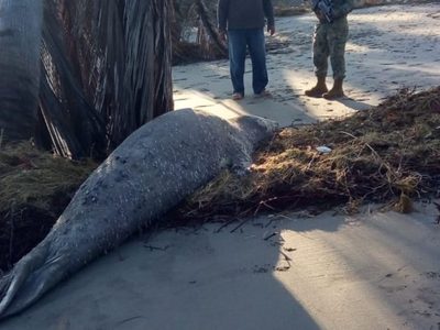 Elefante marino procedente de la Patagonia Argentina aparece en Chiapas