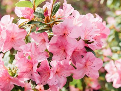 La planta que regala sus mejores flores en primavera y es un imán de buena suerte: cómo cuidarla