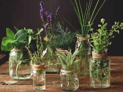 5 plantas aromáticas que crecen en agua y que podés cuidar muy fácilmente