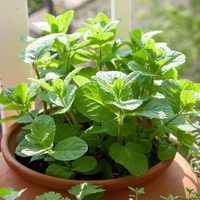 La planta de fácil cuidado que podés cultivar en tu jardín o en una maceta y que cuida tu salud bucal