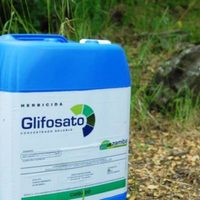 Magistrados rechazan amparar a Bayer-Monsanto para seguir importando glifosato