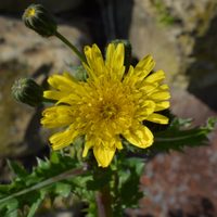 No arranques esta planta que crece como maleza en tu jardín porque es un verdadero tesoro