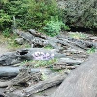 Indignación por una pintada sobre un tronco en la cascada de Ñivinco
