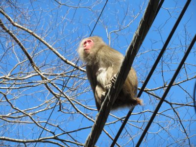 Una ciudad de Japón, en alerta por ataques de monos: ya hay 42 heridos