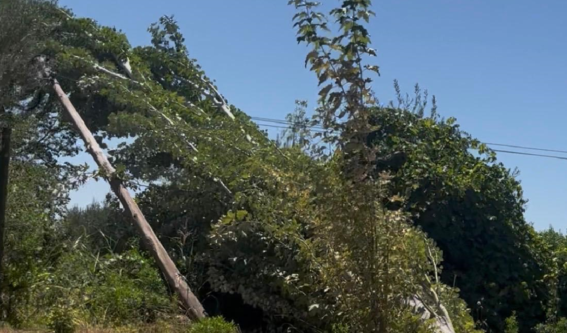 El árbol está sobre el tendido eléctrico.