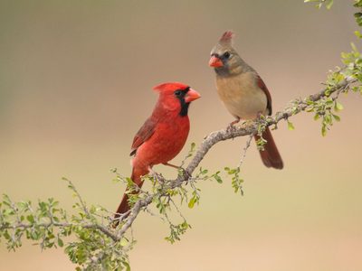 Curiosidades del cardenal, el pájaro con llamativo plumaje y gran sociabilidad