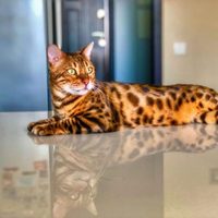 Curiosidades sobre el Bengalí, el llamativo gato que parece un leopardo y que ama el agua