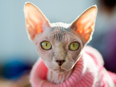 Curiosidades del Esfinge: el gato sin pelaje que es el compañero ideal para las personas alérgicas