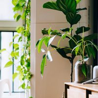 Lo que los jardineros callan: los 4 consejos básicos para cuidar tus plantas en verano