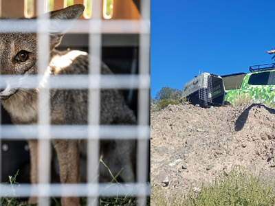 Un zorro gris y un flamenco austral entre los animales rehabilitados en el Ecoparque