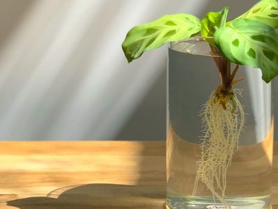 El ingrediente que siempre tenés a mano y con el que podés propagar más y mejor los esquejes de tus plantas